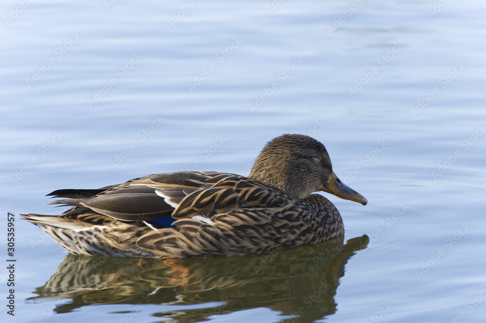 Fototapeta premium Ente
