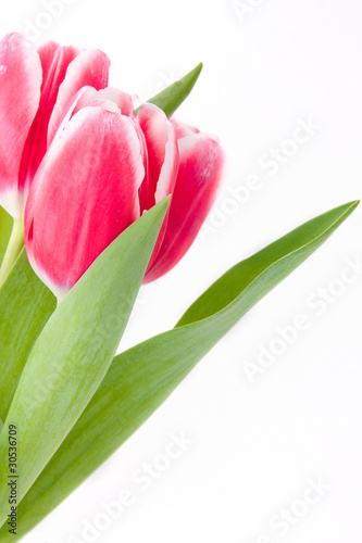 Fototapeta Naklejka Na Ścianę i Meble -  Pink tulips on while background