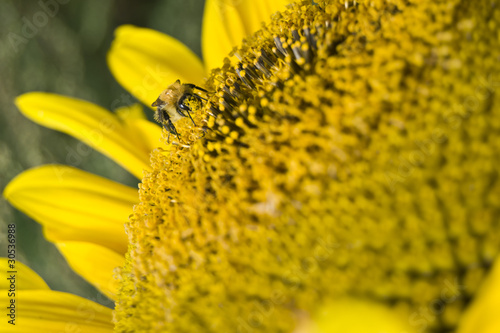 Sonnenblume mit Honigbiene