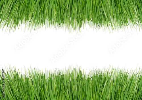 Green grass as a framework on a white background