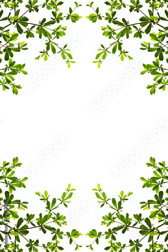 green leaf isolated on white background