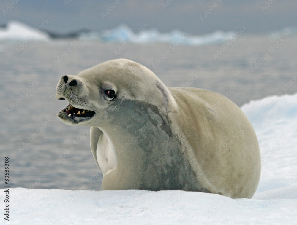Fototapeta premium Crabeater Seal 11
