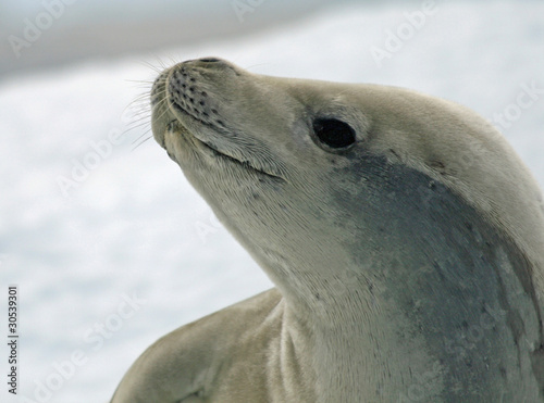 Crabeater Seal 8