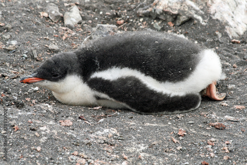 Fototapeta premium Gentoo penguin chick 6