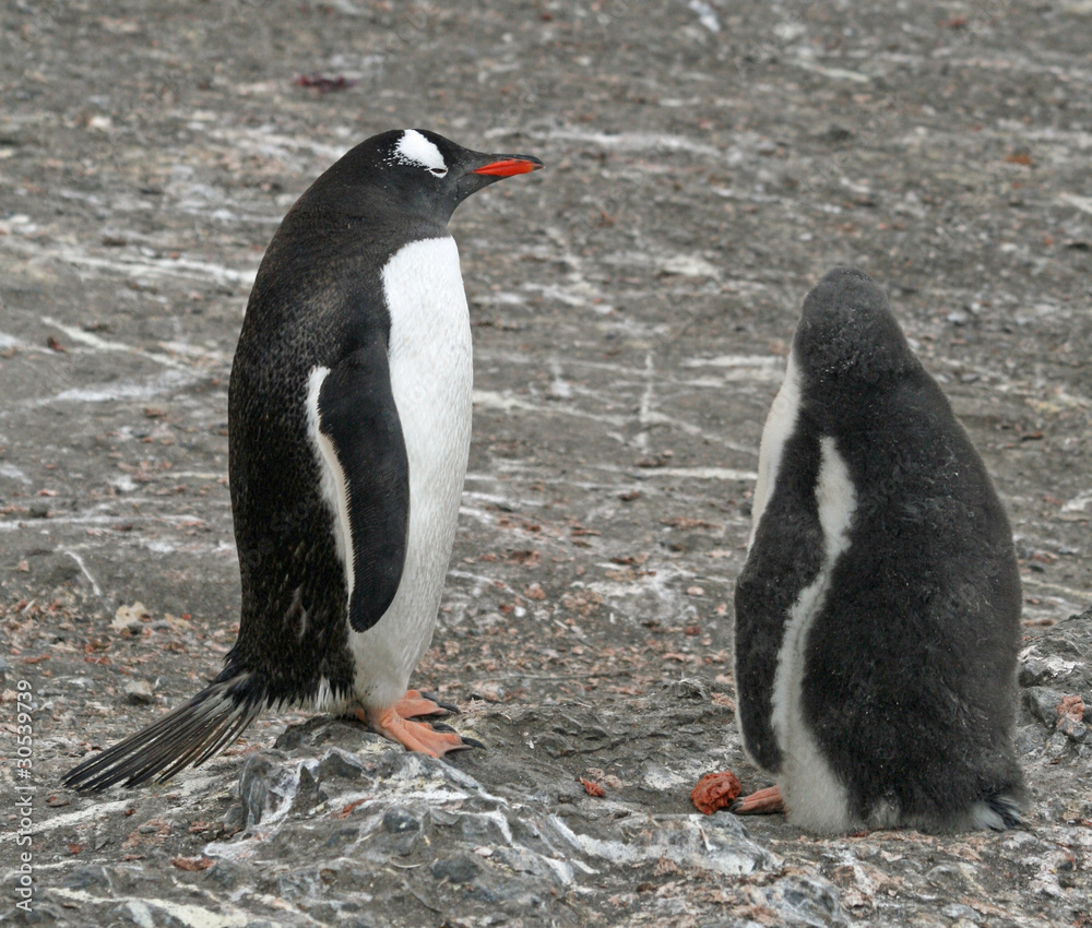 Fototapeta premium Gentoo penguin and chick 2