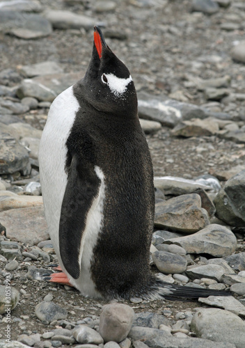 Gentoo penguin 20