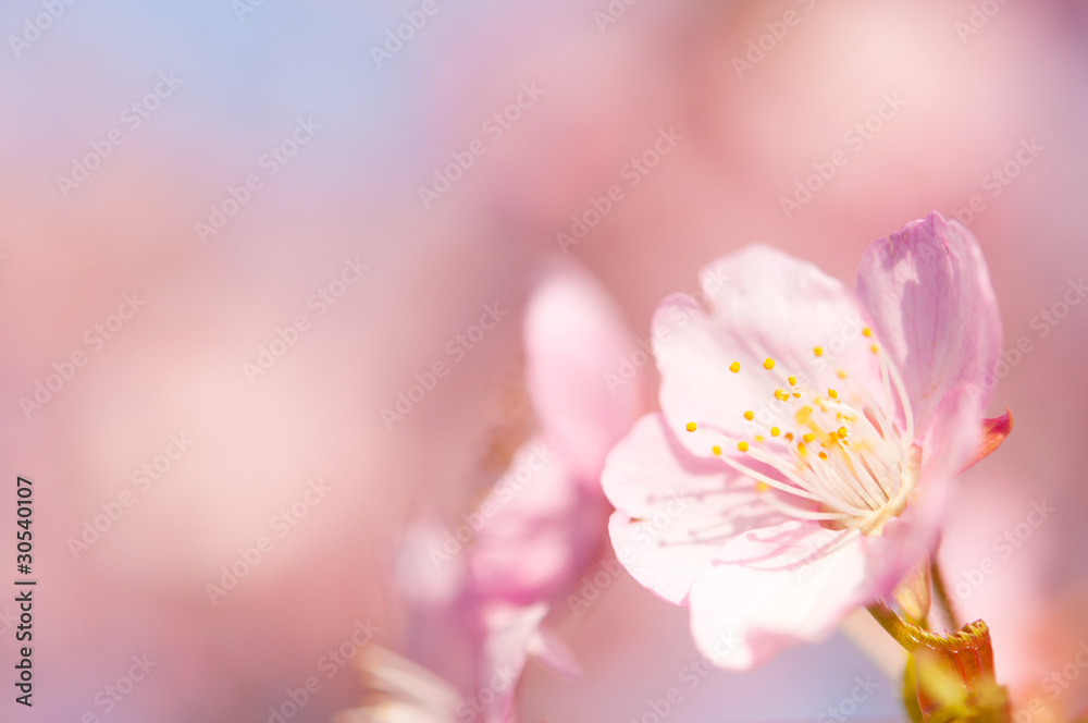 河津桜のマクロ