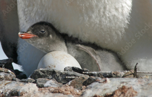 Gentoo penguin chick 32