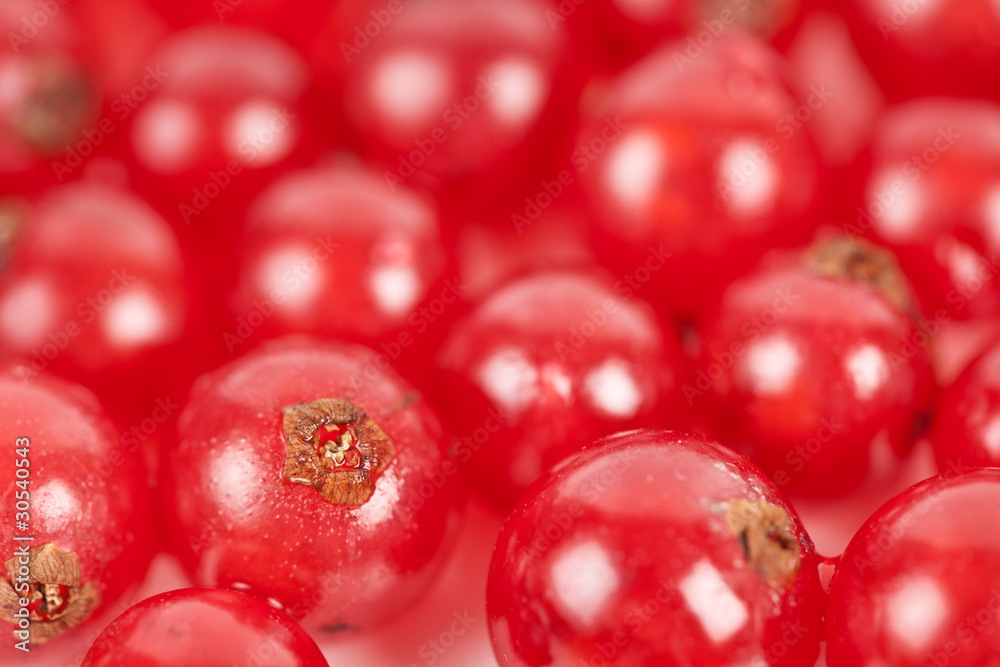 Red currant Red currant