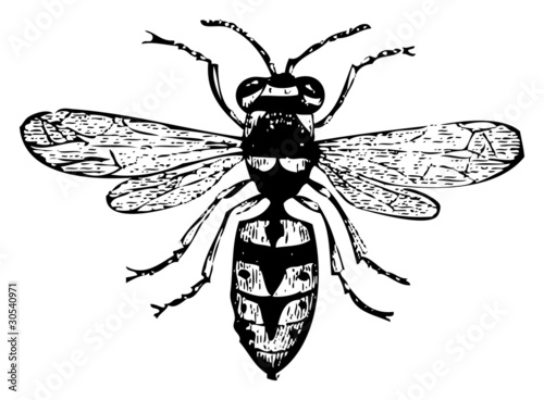 Old wasp engraving, Vespa Vulgaris