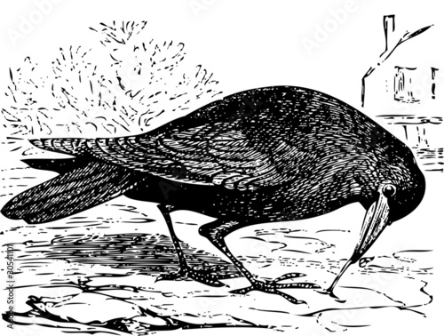 Old engraving of a Rook bird, or Corvus frugilegus