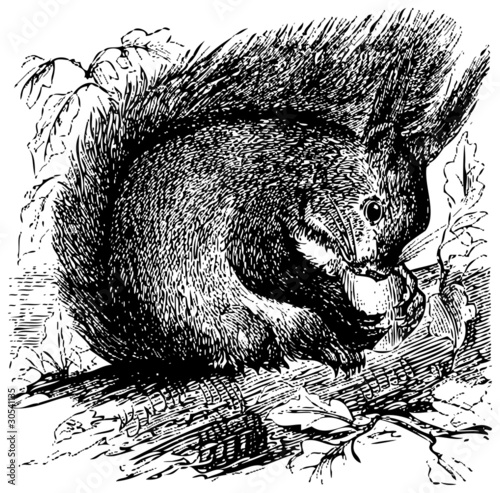 Red squirrel or Sciurus vulgaris chewing on an acorn