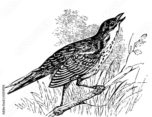 Saltmarsh sharp-tailed sparrow singing photo