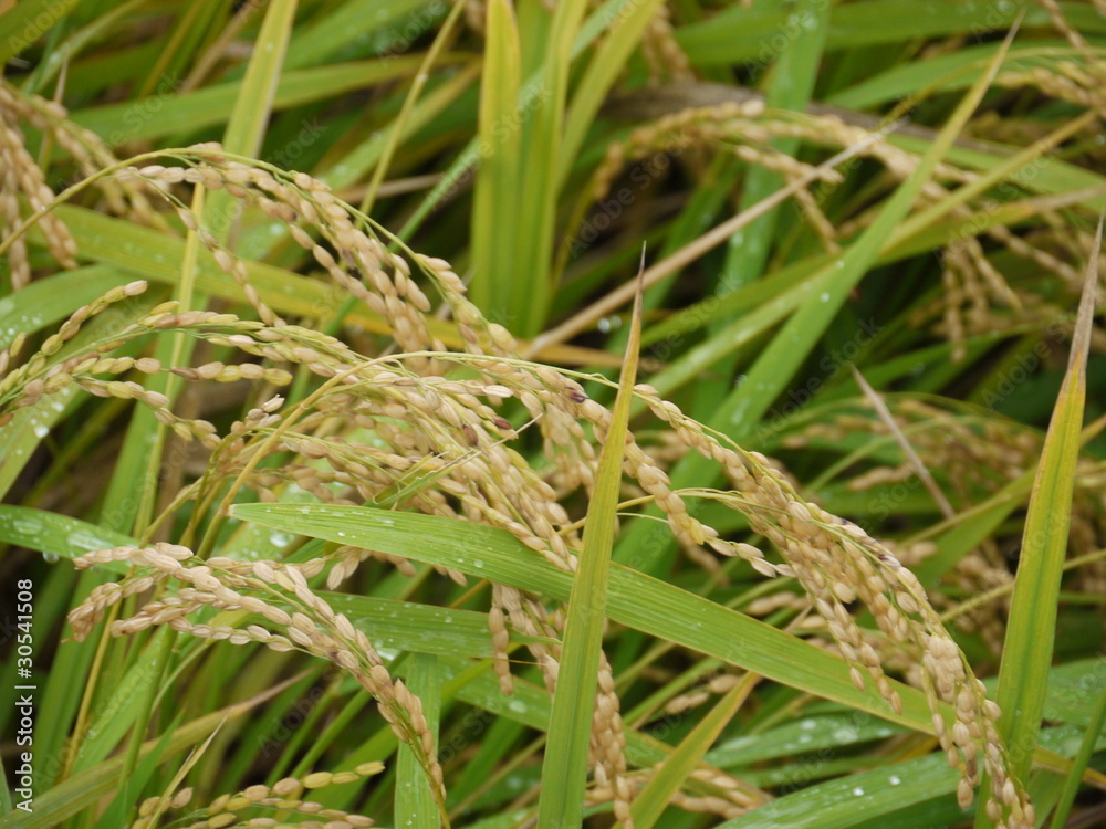 雨にぬれた稲穂 雨にぬれた稲穂