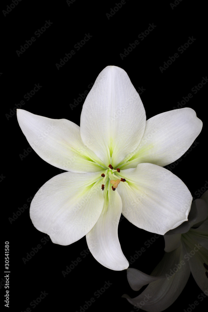 Fototapeta premium beautiful lily