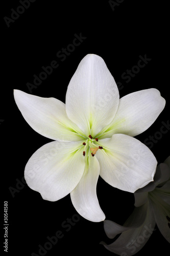 beautiful lily