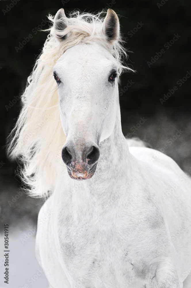 white Lipizzaner horse runs gallop in winter