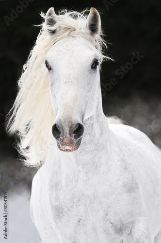 white Lipizzaner horse runs gallop in winter
