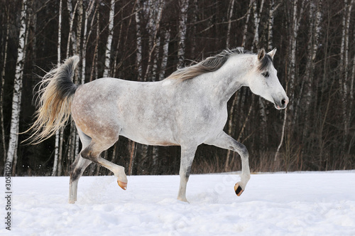 beautiful white Tersk horse runs on the snow