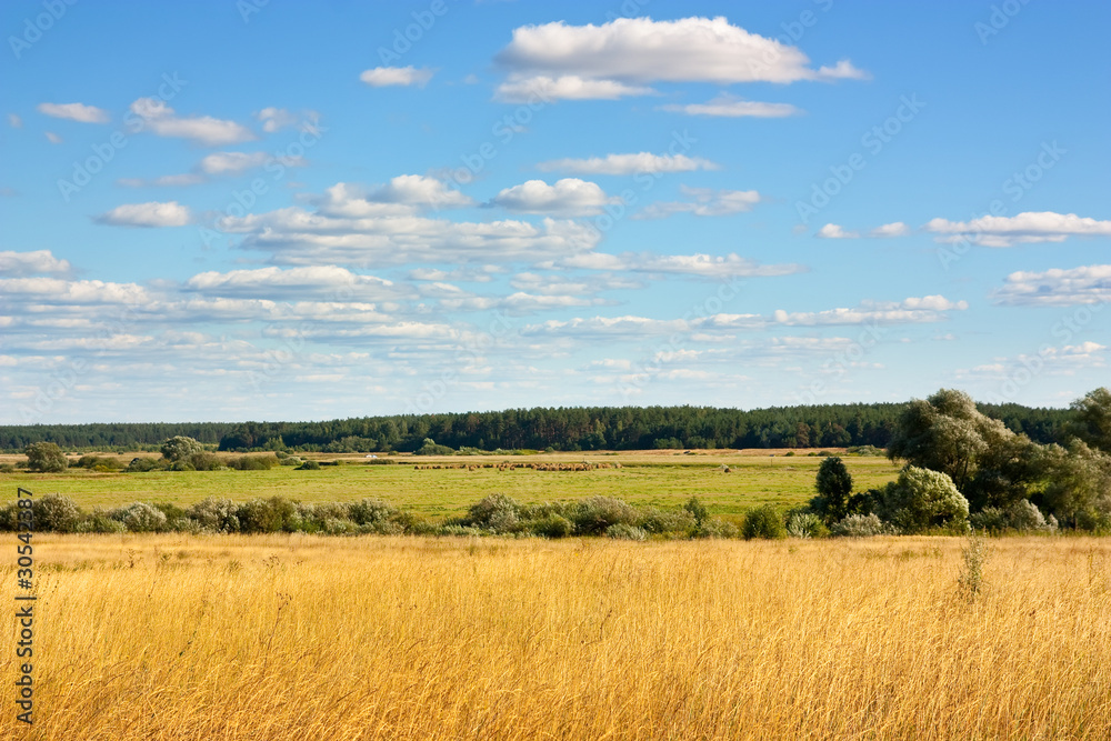 Summer landscape