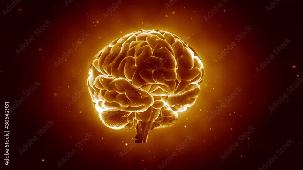 Pulsing human brain in loop