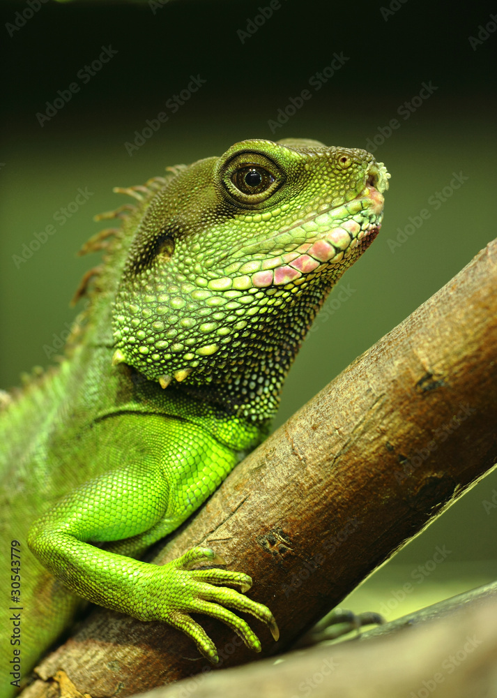 Fototapeta premium green iguana on tree branch