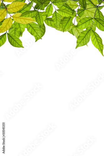 branch with green leaves on white backgrou