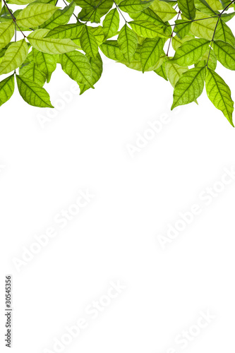 branch with green leaves on white background