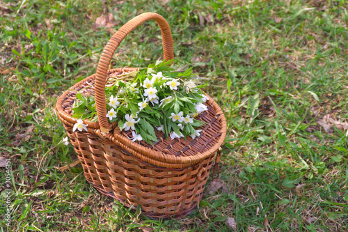 Wicker basket with white flowers on green grass