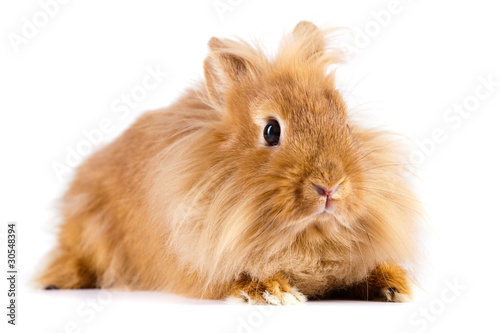 Angorafell-Kaninchen