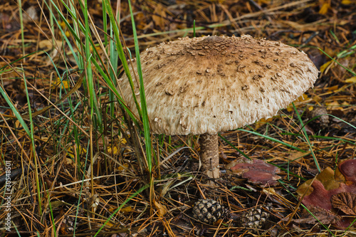 Parasol Mushroom