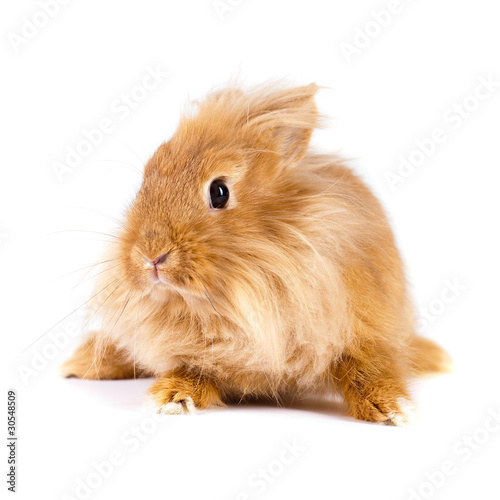 Angorafell-Kaninchen