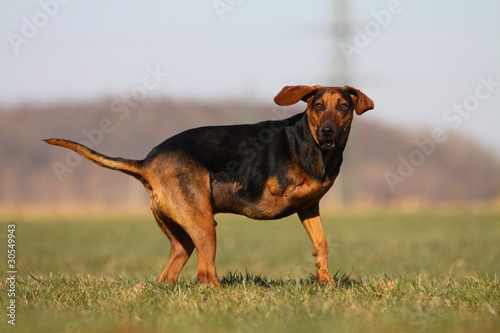 Photos Dreibeiniger Hund