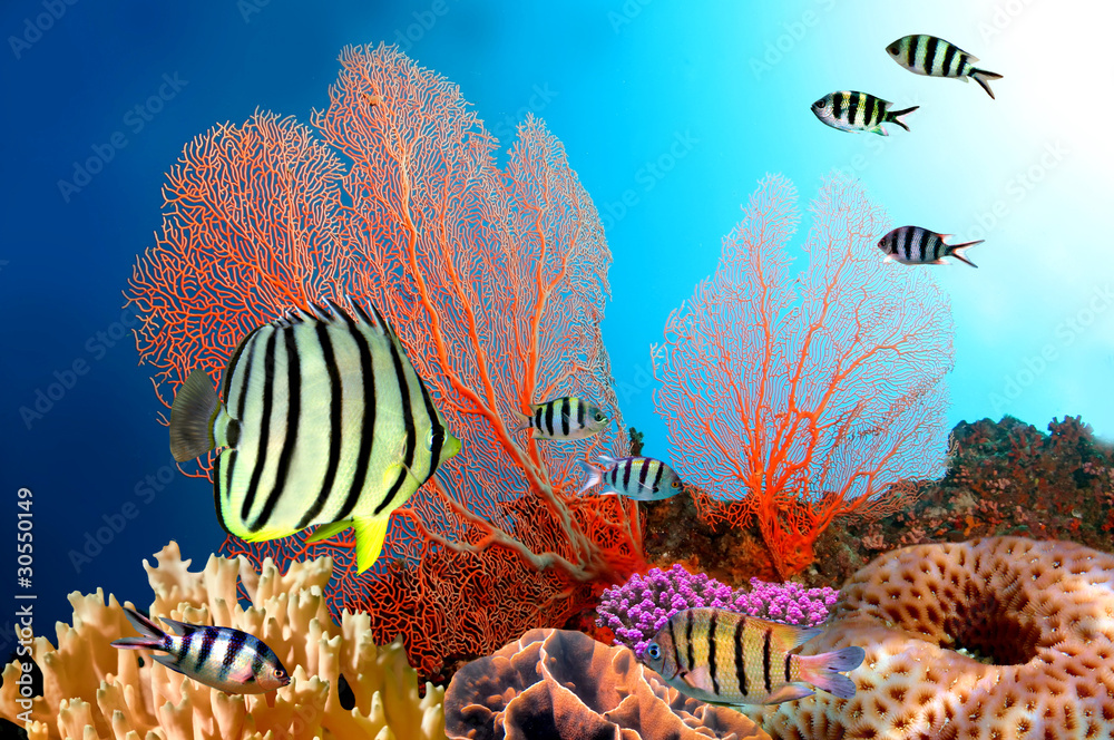 Obraz premium Eight-banded Butterflyfish (Chaetodon octofasciatus)