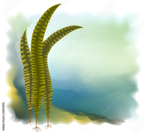 Japanese kelp (Laminari). Vector illustration.