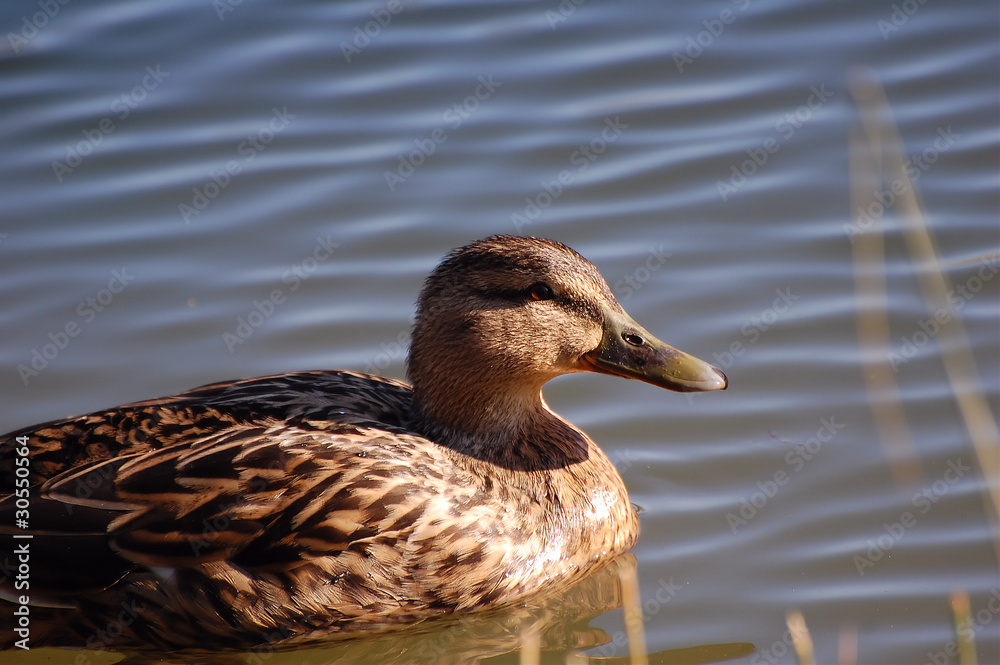 Fototapeta premium canne