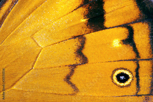 Butterfly wing, Common Brown, Heteronympha merope