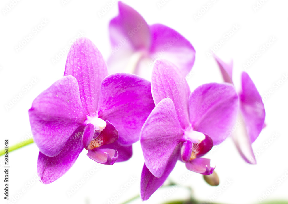 Fototapeta premium Orchidee