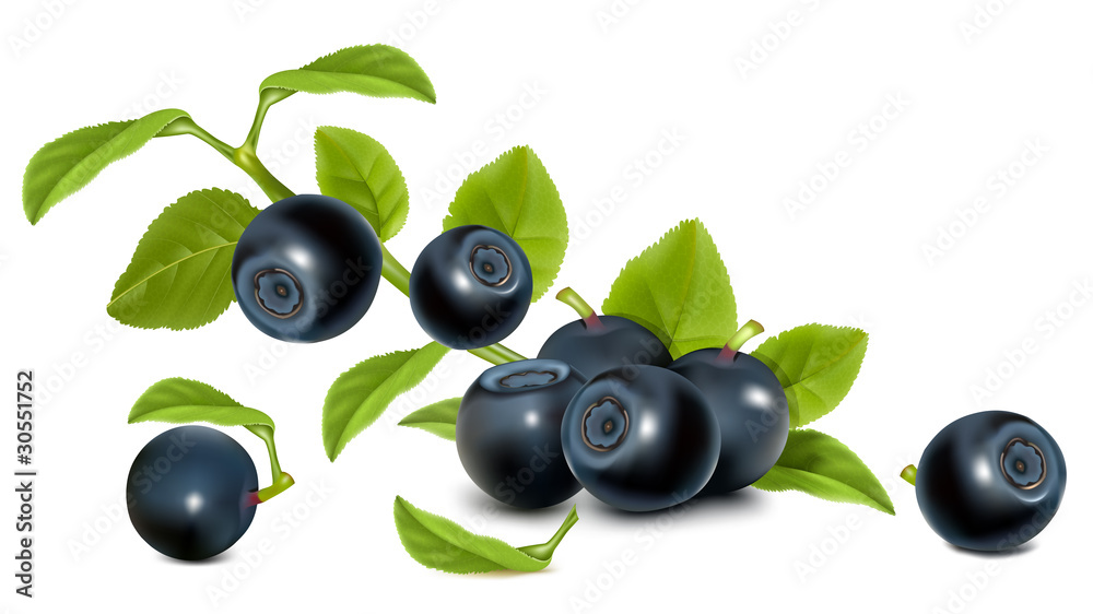 Vector. Bilberry with leaves. - obrazy, fototapety, plakaty 