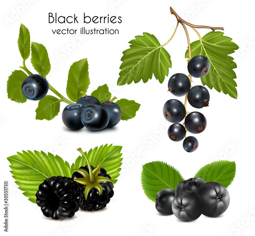 Vector illustration. Set of black berries with leaves.