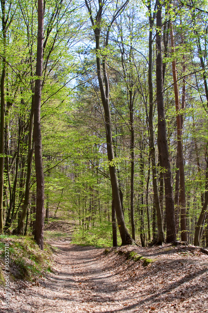 Fototapeta premium Path through the beautiful spring forest