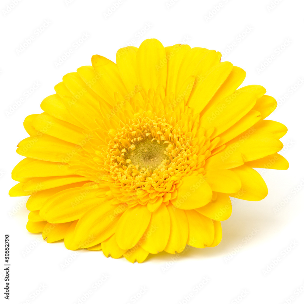 Beautiful daisy gerbera flower