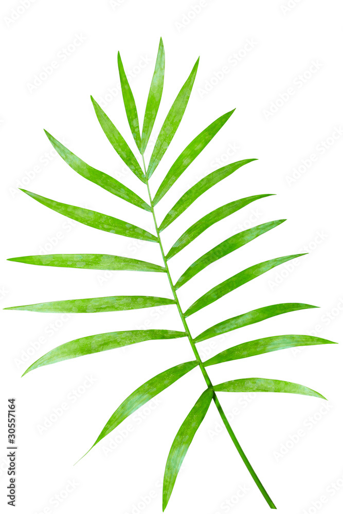 Obraz premium Palm Leaf