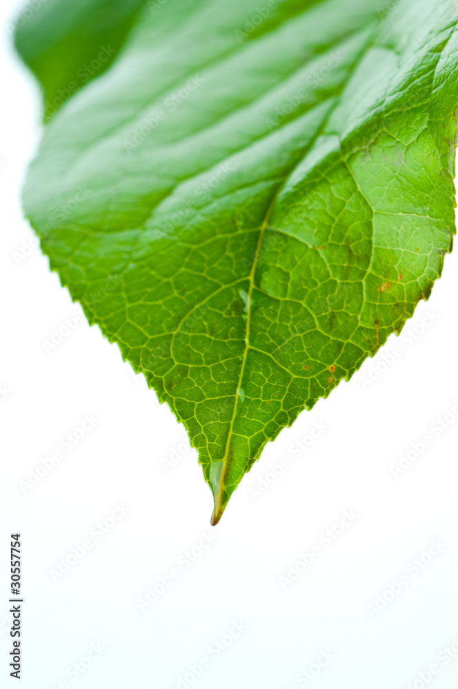 Obraz premium Green leaf