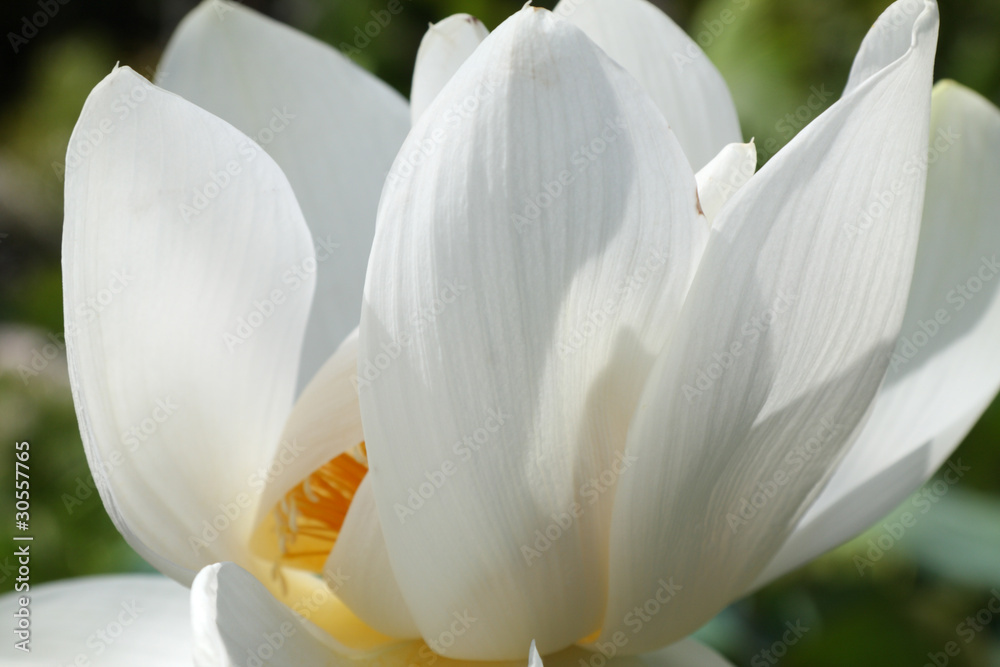 fleur blanche de lotus sacré