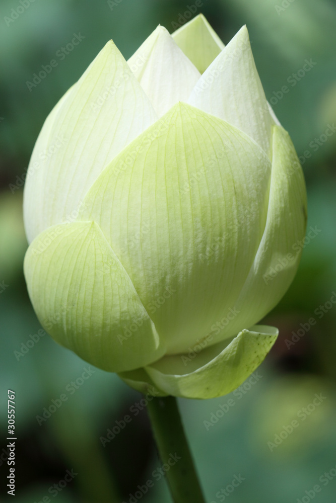 lotus blanc en bouton