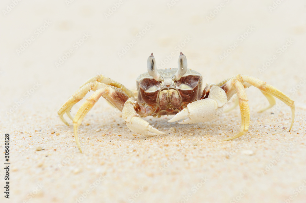 Crab on a beach