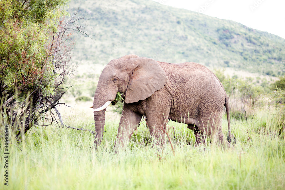 Fototapeta premium Elephant