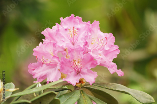 Blooming rhododendron photo