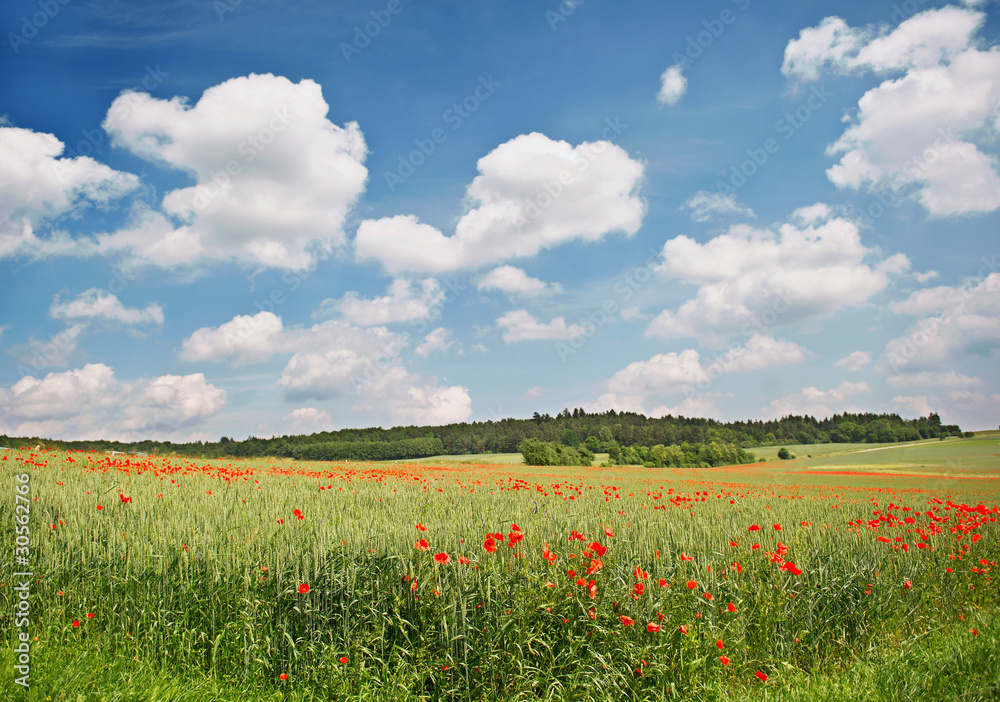 Poppy field